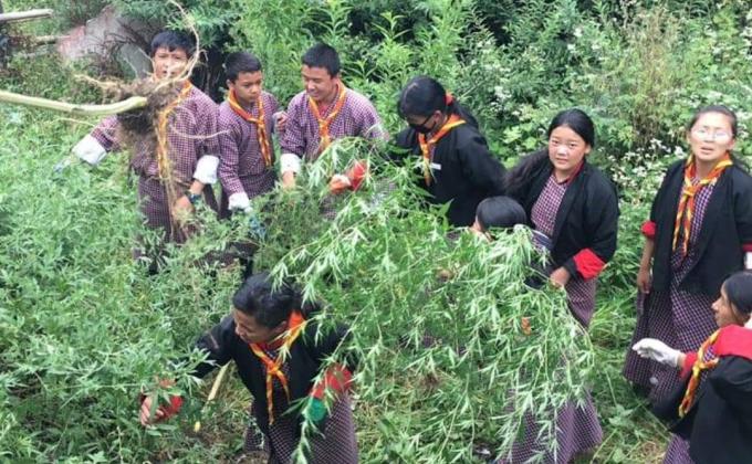 Uproot of marejuana plant
