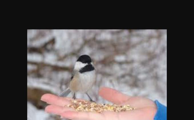 FEED THE NEEDED ANIMALS