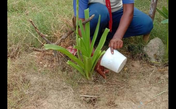 Clean India Green India