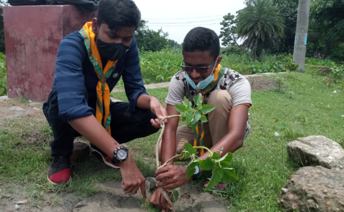 Tree plantation 