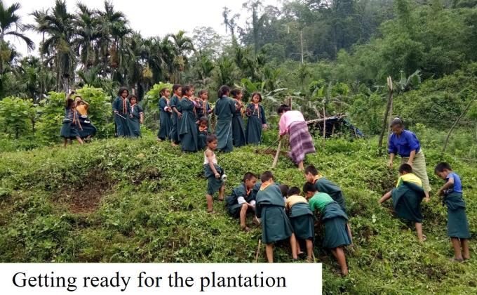Plantation Programme
