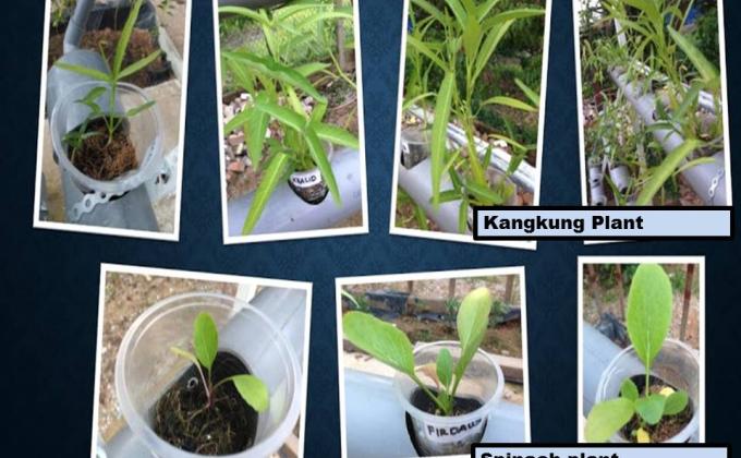 GREEN HYDROGARDEN PROJECT RESULT ( SWA UPDATE 12)