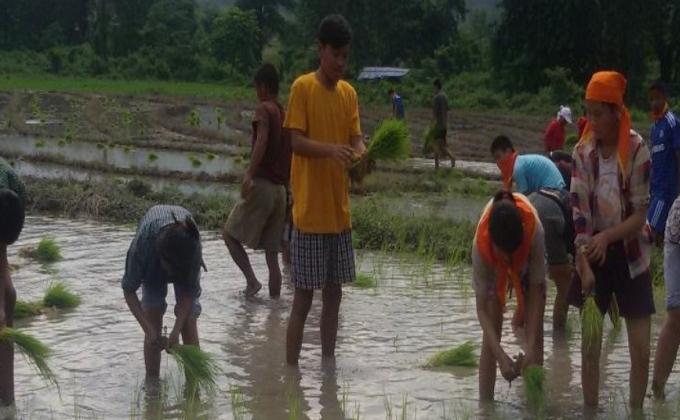 Paddy cultivation by Scouts