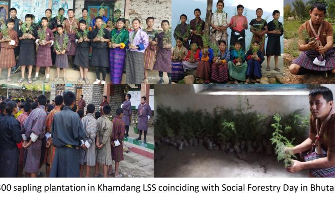 300 Sapling Plantation 