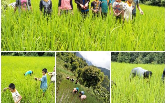 Improving Paddy's Production by Removing Weeds
