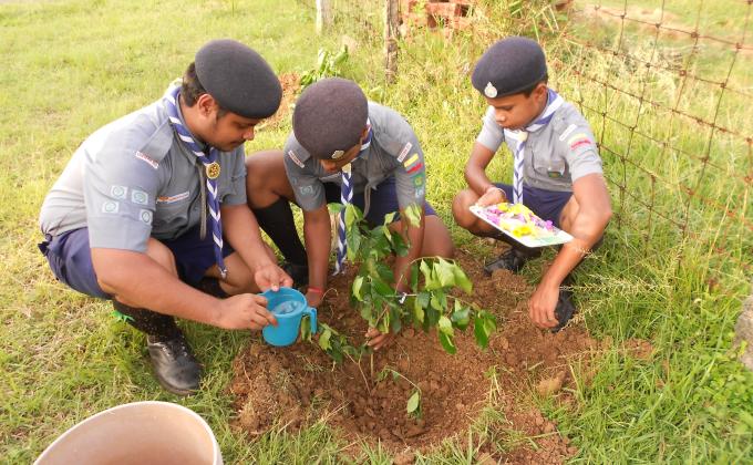 TREE PLANTATION