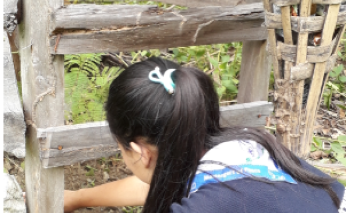 Plantation of trees