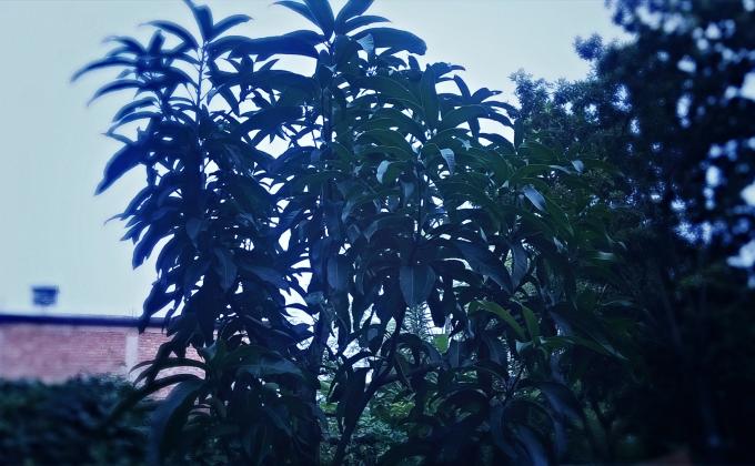 Tree Plantation