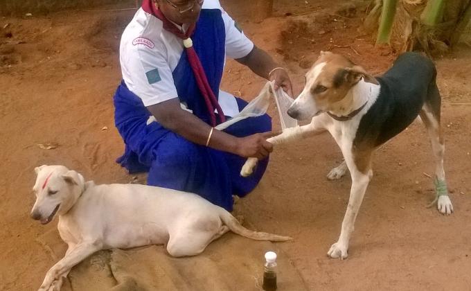 Taking  care of  animals 