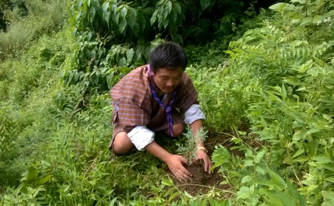 Adoption of tree