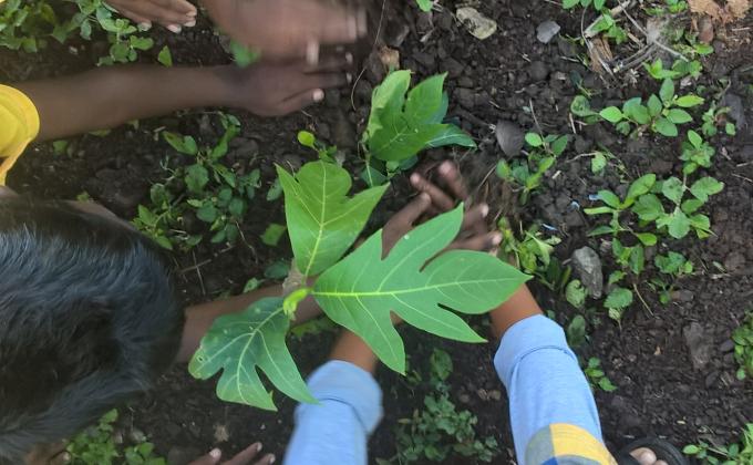 PEACE WHILE PLANTING TREES