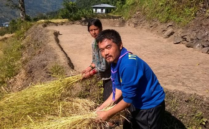 Paddy harvesting