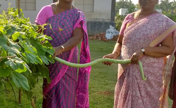 Kitchen  Garden 