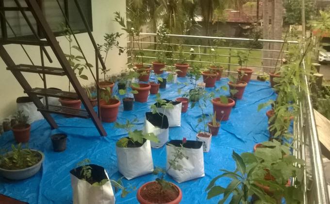 Roof Top Gardening