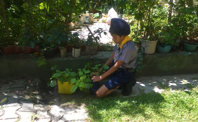 Planting Vegetables & fruits Plants in Pots