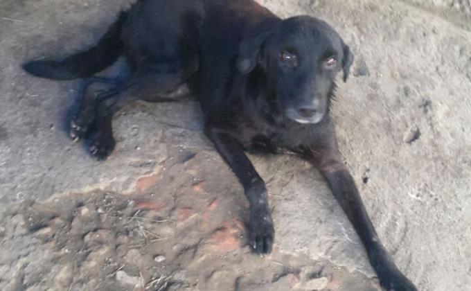 Auxiliando a Negrito