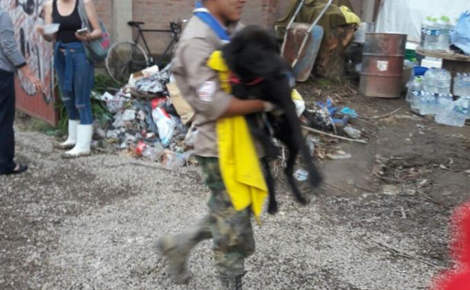 Refugio de perritos para Tiquipaya