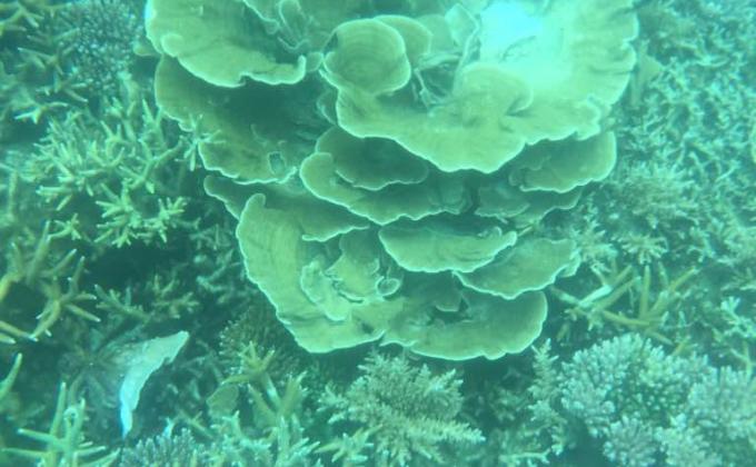 Helping coral lives