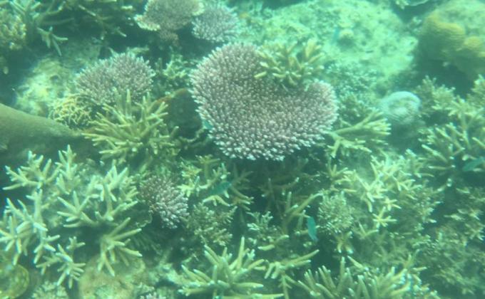 ROAD TO CORAL RESTORATION 4.0
