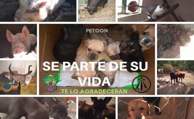 PETOON