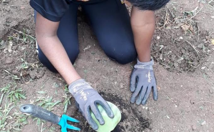 planting And Study