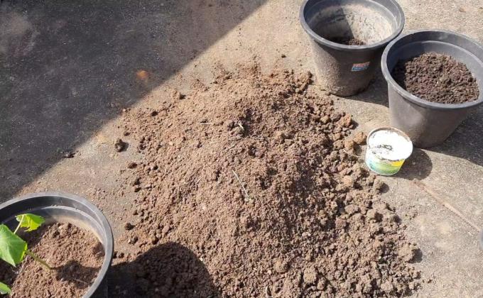 *Planting Vegetables & Flower Plants On A Rooftop*