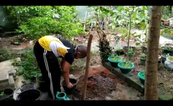 Vegetables that grew in my home garden during the COVID-19 panademic