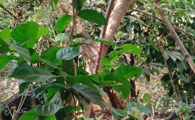 I am a Global Citizen