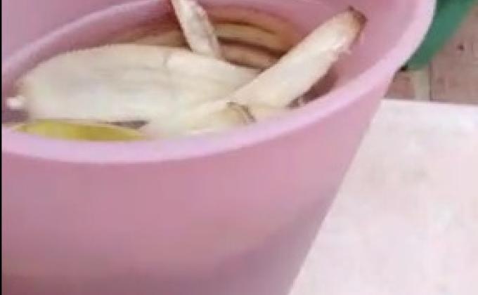 Composto de cascas de bananas e água