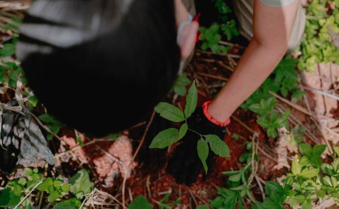 Agusan Council Tree Planting Activity
