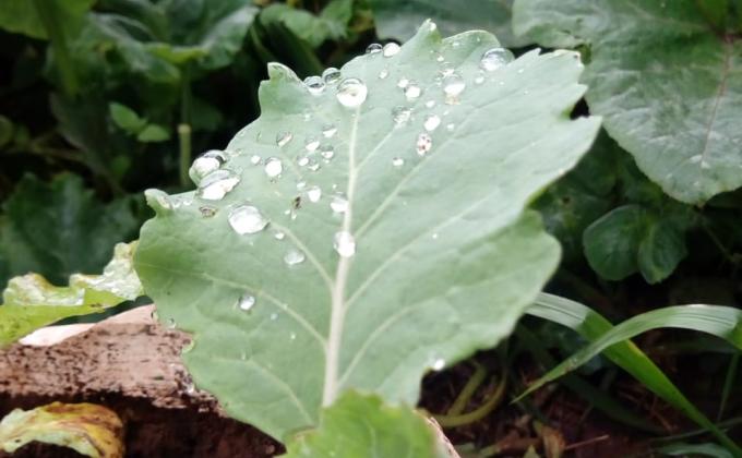 FOOD FOR LIFE  PROJECT PHASE 2 (3)-KENYA