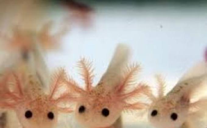 Ajolotitos: Proyecto de Viaje y Servicio a Villa Atl A.C.