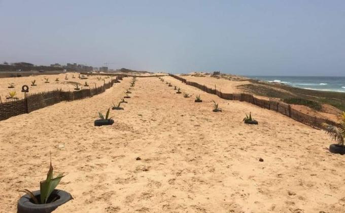 Reboisement corniche Guediawaye 