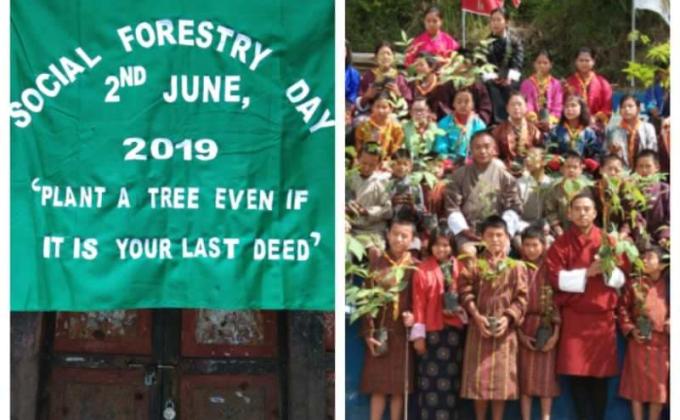 Tree Plantation