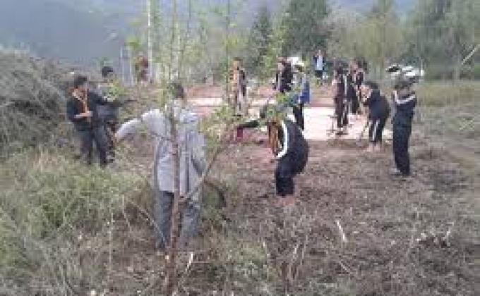 maintaining of tree saplings on 2 june
