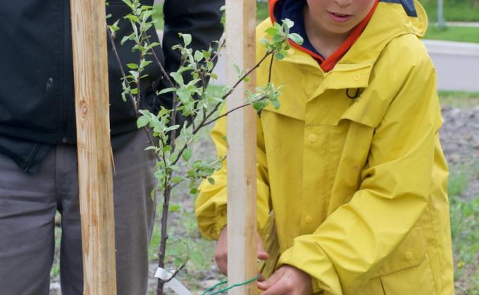 Edible Trees 