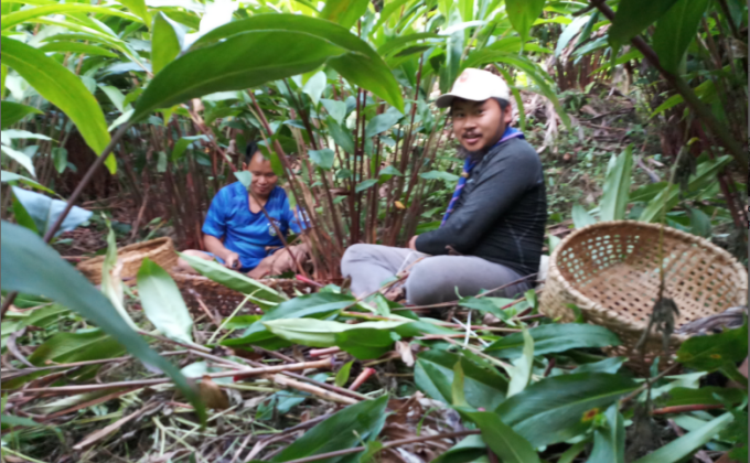 Cardamom Harvesting to help the need.