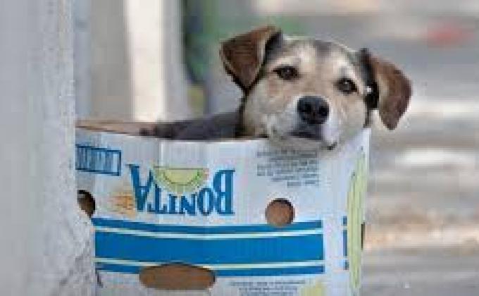 Arrecadação de Ração Animal