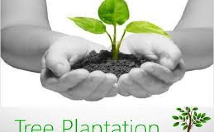 plantationprogramme 