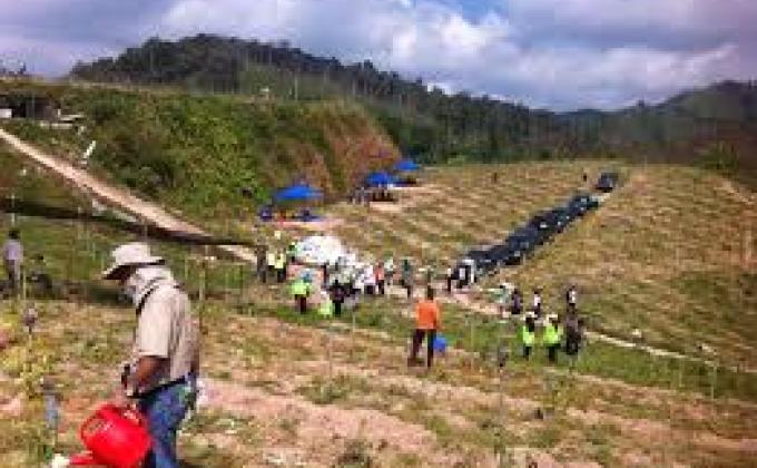REFORESTATION
