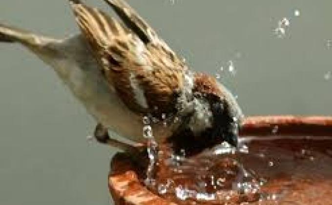 एक रोवर एक परिडा अभियान।