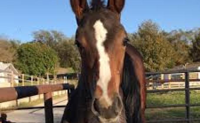 Cleaned up horse stables