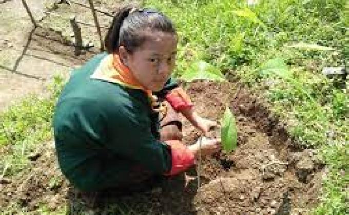 400 Cypress tree plantation at Nganglam Higher secondary school