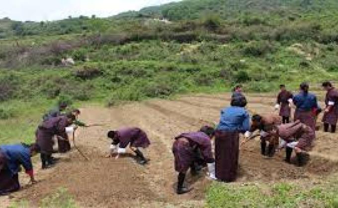 participated in potato cultivation
