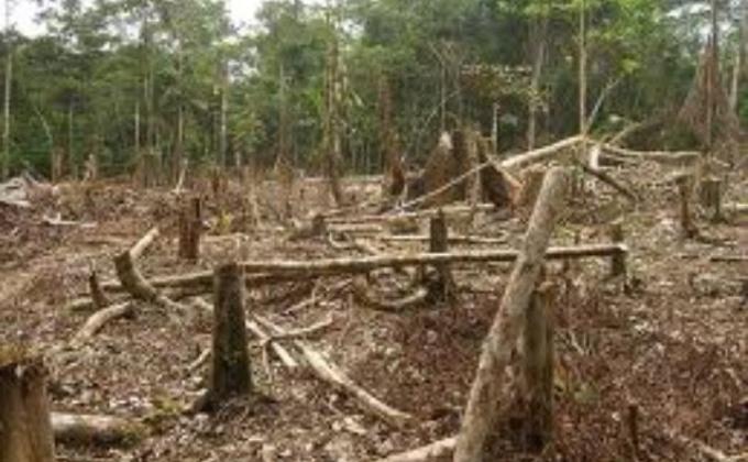 Desforestation