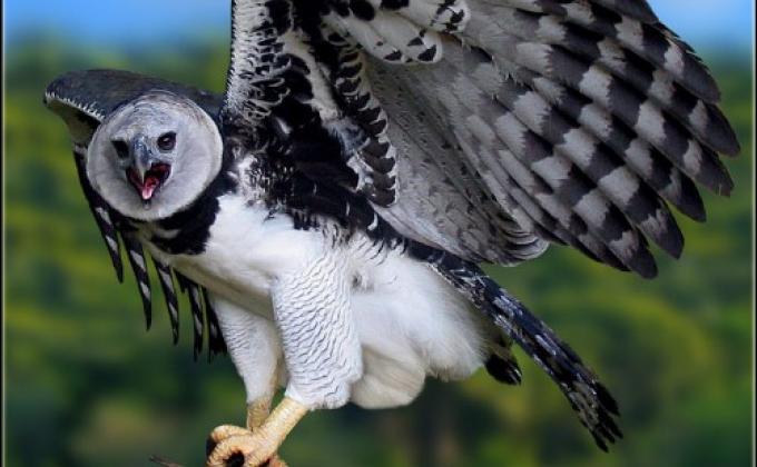 Águila Arpía