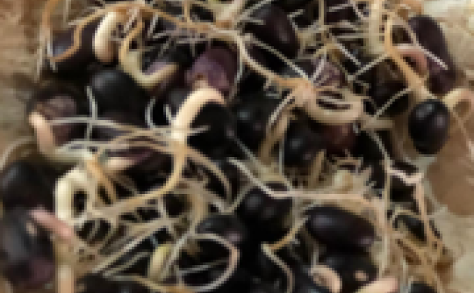 HUERTA EN CASA, VIDA SANA 