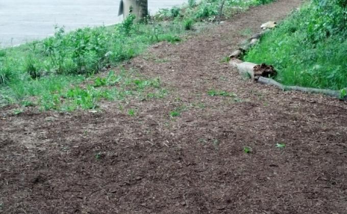 Troop 1629 Service Project for Royal Oak Nature Society