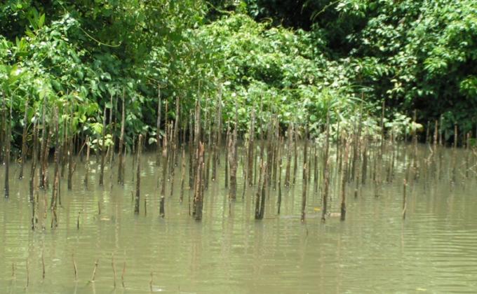 Mangrove Trees are Saving Indonesia’s Coastline