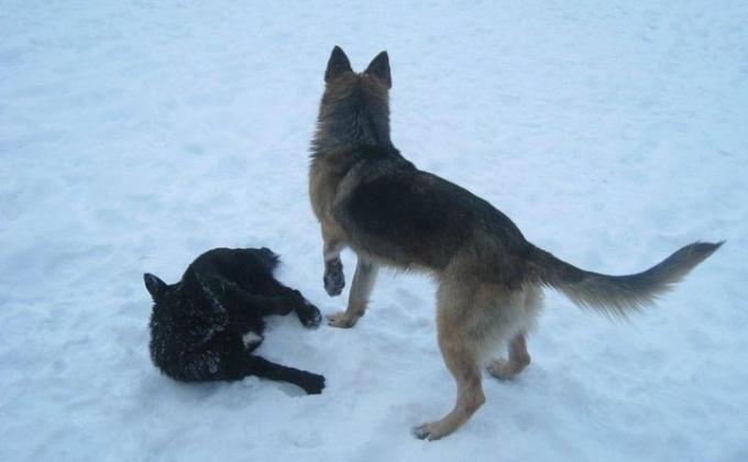 ANKARA BORAN SCOUT TROOP AT ÇAMKORU WOODS TO MAKE SNOVY ACTİON